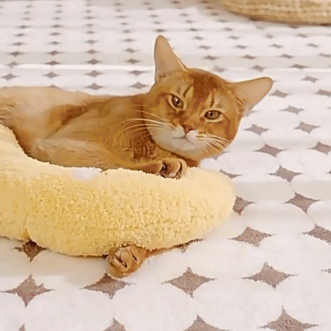 Coussin chat - moelleux
