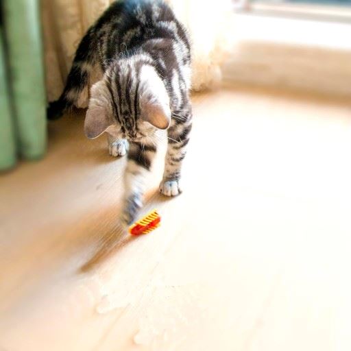 Jouet pour Chat - MiniInsecteToy™ - Scarabée Jaune - La Citée Chat